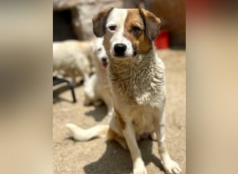 FINA, Hündin, 2,5 Jahre, 40 cm, Mischling, Tierschutz