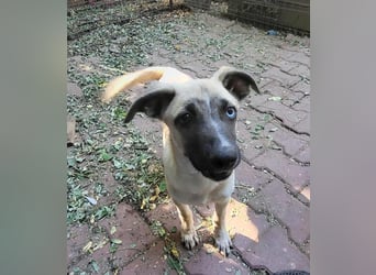 BETTY - so ein tolles Mädchen