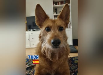 !!!Notfall!!!Thor,geb.06/19,liebenswerter Podenco Rüde sucht seine Familie