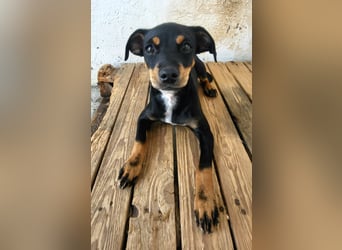 Lana, muss dringend aus dem Tierheim raus