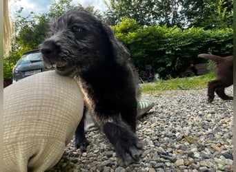 Labradoodle Welpen