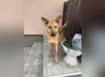 Kubu, geb. 01.06.2024, 40 cm, sucht ein Für-Immer-Zuhause