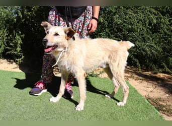 Dobby, Podengo-Mix - freundlich und sozial
