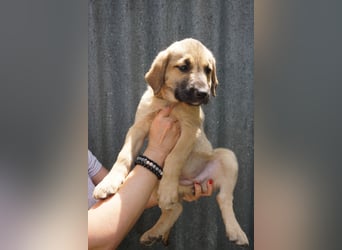 Ronja- Kulleraugen auf vier Pfoten