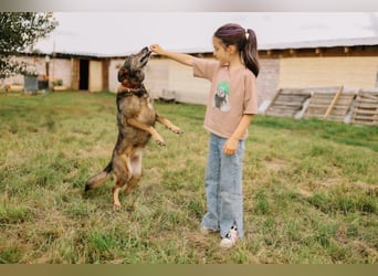 Fröhliche und verschmuste Hündin Lucy❤️sucht Pflege- oder Endstelle