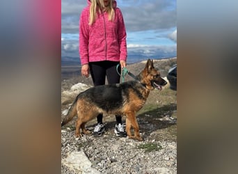 Karma hat das Schicksal zu uns geführt 