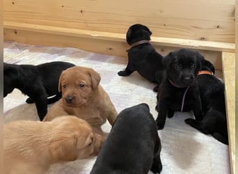 Labrador Welpen in foxred und schwarz aus liebevoller Hobbyzucht