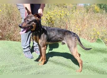 Leo, Mix Pinscher / Schäferhund , lieb und verträglich