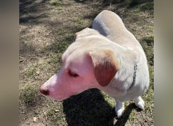 VESKO ❤ EILIG!  Gesucht: Zuhause oder Pflegestelle
