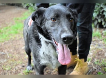 Gerald - hat ein gutes Hundeherz