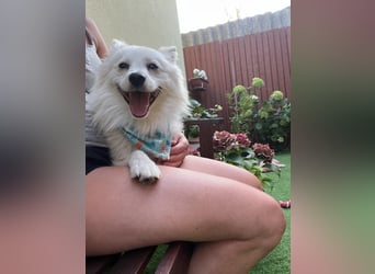 Gino SR – Sanfter Spitz-Rüde mit Herz sucht liebevolles Zuhause