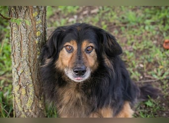 Lennox: treuer Begleiter sucht Familie