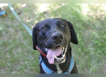 Elvis, Labrador-Deutsch Kurzhaar-Mix, geb. 2023, großer, sportlicher Familienhund