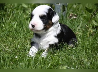 traumhaft hübscher Tibet Terrier Welpen aus erfahrender Zucht  sind geboren dürfen im Juni ausziehen