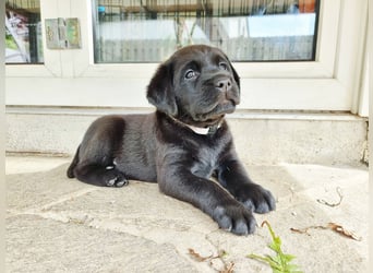 Edle Labrador Welpen mit Ahnentafel, Nachkommen von Champions
