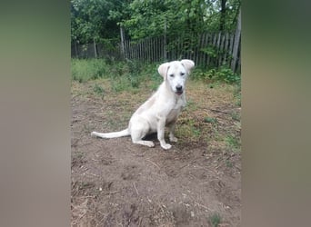 Lucy-DG, taube,kleine Fee sucht Körbchen !