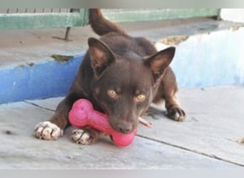 Choco, ein sportlicher und aktiver Wirbelwind