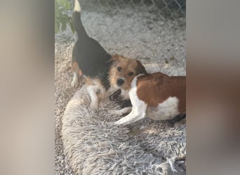 Mora, kleine süße Familienhündin