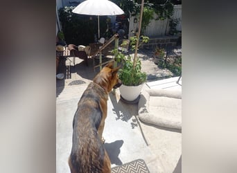 Molly sucht ein liebevolles Zuhause