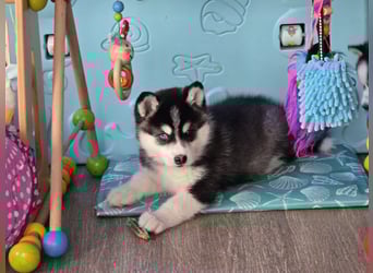 Zauberhafte Pomsky Welpen in echter Minihusky-Optik