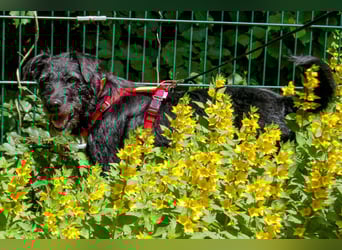 Feliciti - fröhlicher Familienhund - Tierhilfe Franken e.V.