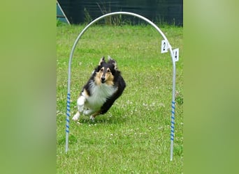 Lang- und Kurzhaar- Collie- Welpen