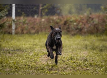 KYLO – Labradormix - freundlicher Begleiter mit ruhiger Ausstrahlung