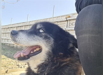 Huskymix Alek soll nicht im Shelter sterben