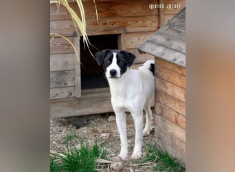 Ervin würde gerne bald das Tierheim verlassen !