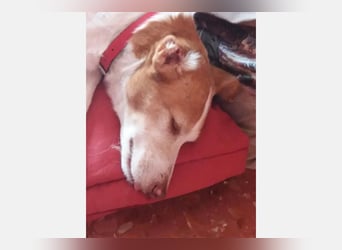 Bella (CO) sucht seine aktive Familie mit viel Humor