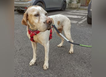 Asia - liebe, menschenbezogene Hundeomi