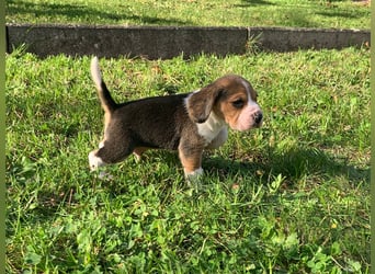 Beagle Welpen