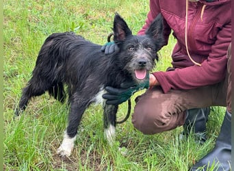 Zorro, geboren 25.09.2024, 40cm sucht sein Glück