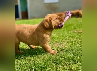 Typvolle Labrador Welpen in Foxred/Dark Foxred aus einer Top Verpaarung