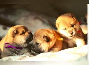 Schöne rote Shiba inu Welpen MEI, MIKA, MASARU mit FCI dokumenten
