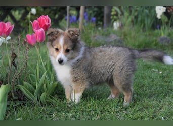 VDH Shelties / Sheltierüde sucht sein zu Hause