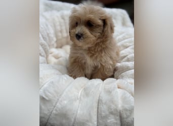 Maltipoo Malteser Toy Pudel Mix Welpen