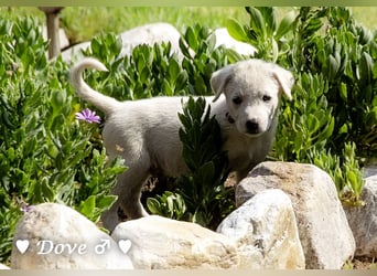 Casper, Lily und Dove  suchen ihre Familie ab Oktober