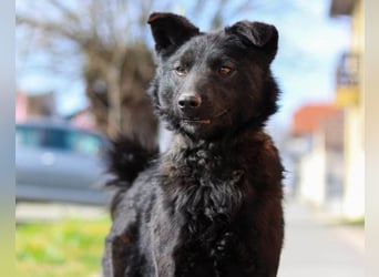 Lino ❤️ treuer, lieber Familienhund