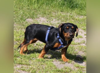 Amy - kleines kuschliges Körbchen gesucht