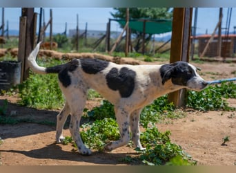 Coco - Pointer-mix sucht liebevolles Zuhause