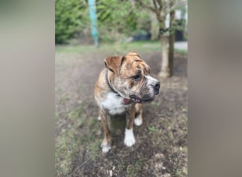 Continental Bulldog Hündin