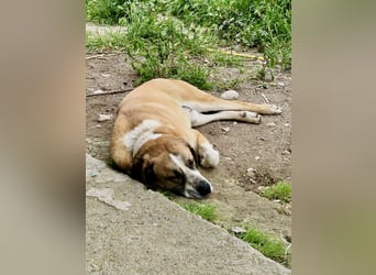 Ruhiger und gelassener Junghund WILLY (2 Jahre) sucht eine Familie