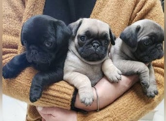 Mops-Welpen