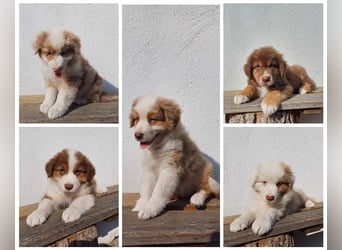 Australian Shepherd Welpen