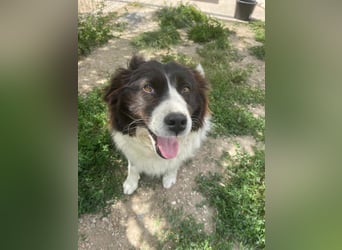MILLA - Eine Überlebenskämpferin sucht ihr Zuhause Zuhause oder Pflegestelle zum 06.09.2025 gesucht!