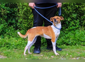 Holly, Mix Chihuahua / Beagle, lieb und verträglich
