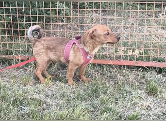 Giulia sucht ein liebevolles Zuhause