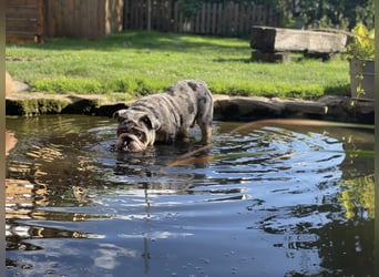 Willi u.Agnes, English Englische Bulldogge, reinrassig, Papiere, Ahnentafel, Gesundheitszeugnis lieb