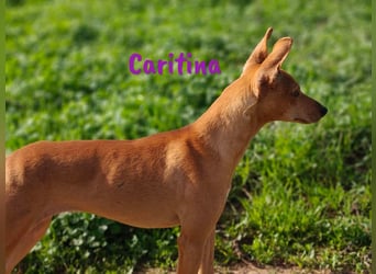 Caritina 02/2024 (ESP) - bezaubernde Podenco-Mix Junghündin!